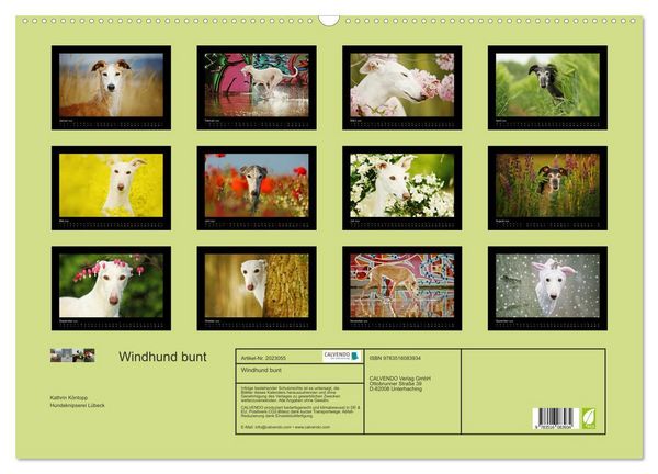 Produktbild: Windhund bunt (Wandkalender 2026 DIN A2 quer), CALVENDO Monatskalender
