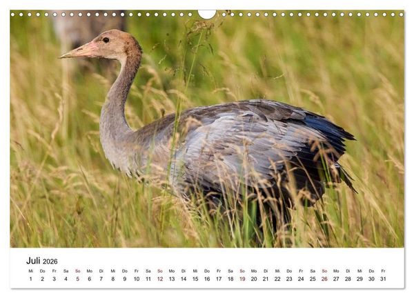 Produktbild: Kraniche im Erzgebirge (Wandkalender 2026 DIN A3 quer), CALVENDO Monatskalender