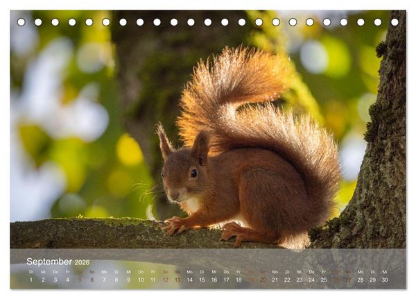 Produktbild: Bezaubernde Eichh&ouml;rnchen (Tischkalender 2026 DIN A5 quer), CALVENDO Monatskalender