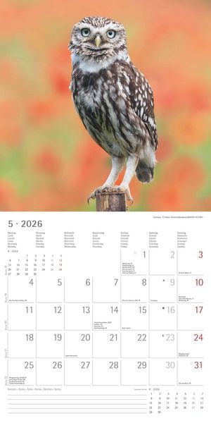 Produktbild: Alpha Edition - Eulen 2026 Broschürenkalender, 30x30cm, Wandkalender mit Platz für Notizen und Termine, beeindruckende Eulen-Motive, Monatsübersicht u