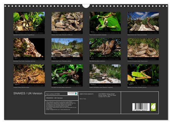 Produktbild: SNAKES / UK-Version (Wall Calendar 2026 DIN A3 landscape), CALVENDO 12 Month Wall Calendar