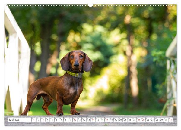 Produktbild: DACKEL... wissen was sie wollen... (und was nicht...) (hochwertiger Premium Wandkalender 2026 DIN A2 quer), Kunstdruck in Hochglanz