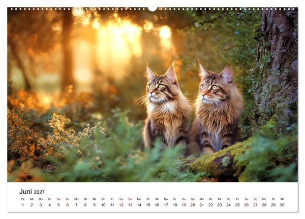 Produktbild: Eleganz in Pelz - ein Maine Coon - Kalender (Wandkalender 2027 DIN A2 quer), CALVENDO Monatskalender