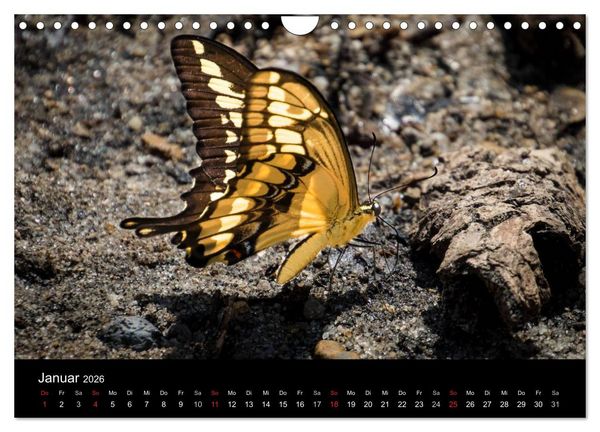 Produktbild: Costa Rica. Faszinierende Tierwelt (Wandkalender 2026 DIN A4 quer), CALVENDO Monatskalender