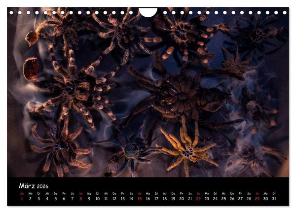 Produktbild: Mystische Vogelspinnen (Wandkalender 2026 DIN A4 quer), CALVENDO Monatskalender
