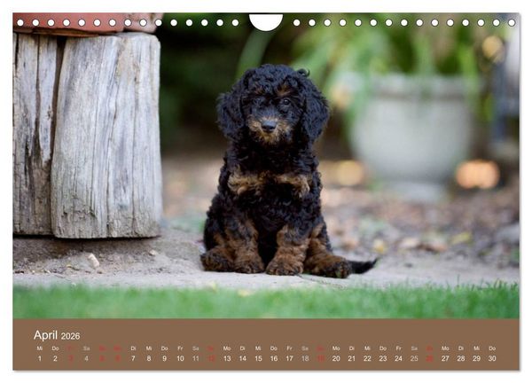Produktbild: Pudel (Wandkalender 2026 DIN A4 quer), CALVENDO Monatskalender