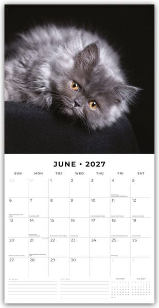 Produktbild: Cute Kittens &ndash; Niedliche K&auml;tzchen 2027 &ndash; 16-Monatskalender