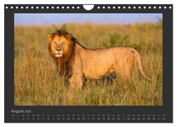 Produktbild: L&ouml;wen Wildlife-Fotografien (Wandkalender 2026 DIN A4 quer), CALVENDO Monatskalender