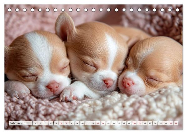 Produktbild: Niedliche Chihuahuas (Tischkalender 2027 DIN A5 quer), CALVENDO Monatskalender