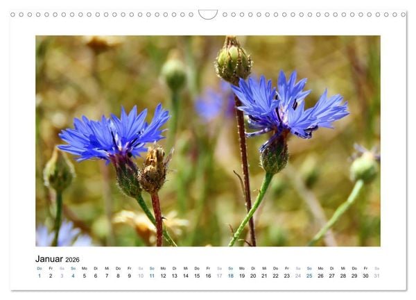 Produktbild: Kornblumen - Blaue Sch&ouml;nheiten (Wandkalender 2026 DIN A3 quer), CALVENDO Monatskalender