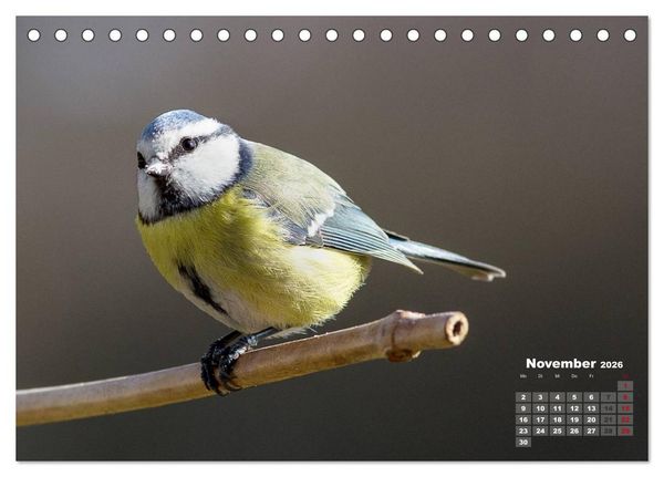 Produktbild: NATUR PUR - Singv&ouml;gel ganz nah (Tischkalender 2026 DIN A5 quer), CALVENDO Monatskalender