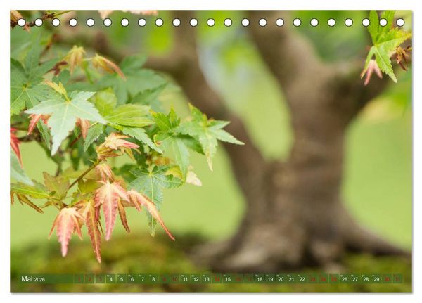 Produktbild: Bonsai ganz nah (Tischkalender 2026 DIN A5 quer), CALVENDO Monatskalender