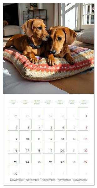 Produktbild: Dachshunds - lovely little dogs (Wall Calendar 2026 12 &times; 12 Inch) CALVENDO 12 Month Wall Calendar