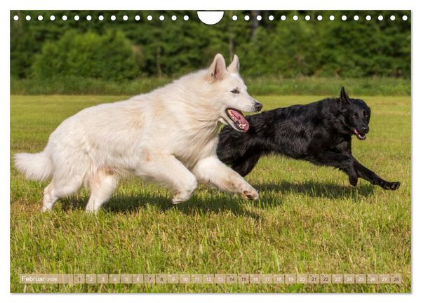 Produktbild: Sch&auml;ferhunde - Freunde auf 4 Pfoten (Wandkalender 2026 DIN A4 quer), CALVENDO Monatskalender