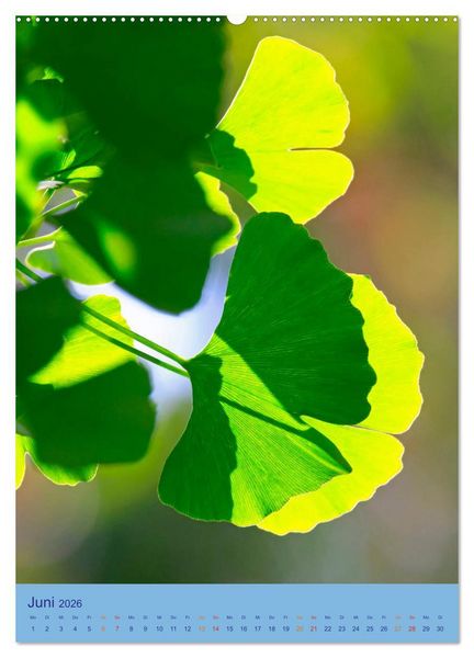 Produktbild: Ginkgo (hochwertiger Premium Wandkalender 2026 DIN A2 hoch), Kunstdruck in Hochglanz