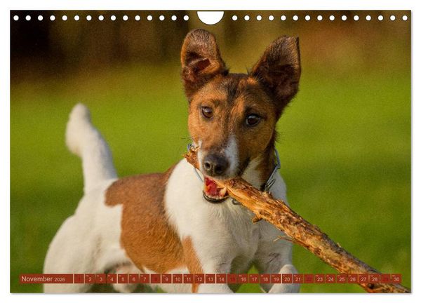 Produktbild: Faszination Hund (Wandkalender 2026 DIN A4 quer), CALVENDO Monatskalender