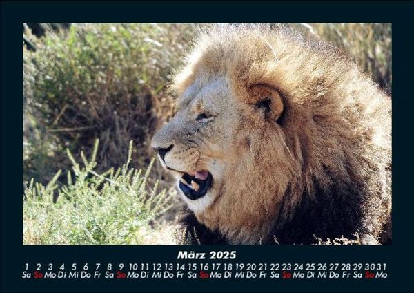 Produktbild: L&ouml;wen in der Wildnis 2025 Fotokalender DIN A5