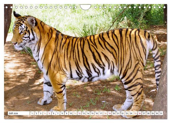 Produktbild: TIGER IMPRESSIONEN Gestreifte Seltenheit auf unserer Erde (Wandkalender 2026 DIN A4 quer), CALVENDO Monatskalender