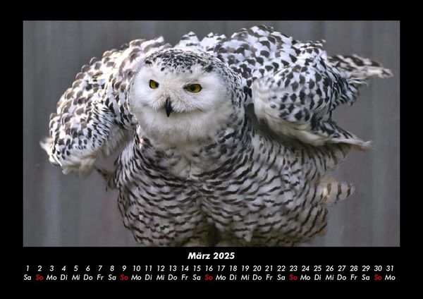 Produktbild: Vogelparadies 2025 Fotokalender DIN A3