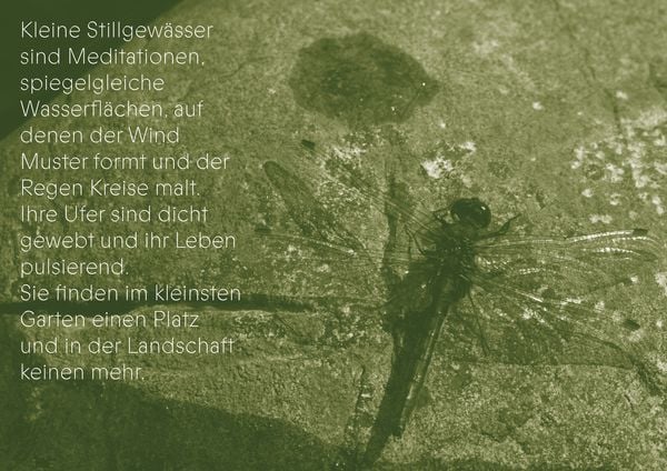 Produktbild: Die Gaben des Wassers