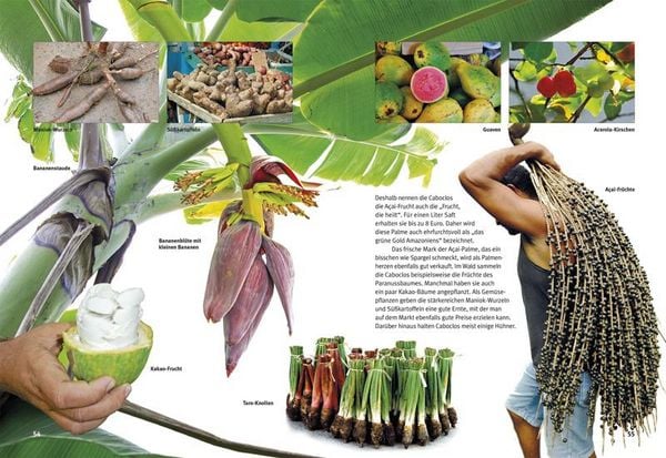 Produktbild: Entdecke den Amazonas-Regenwald