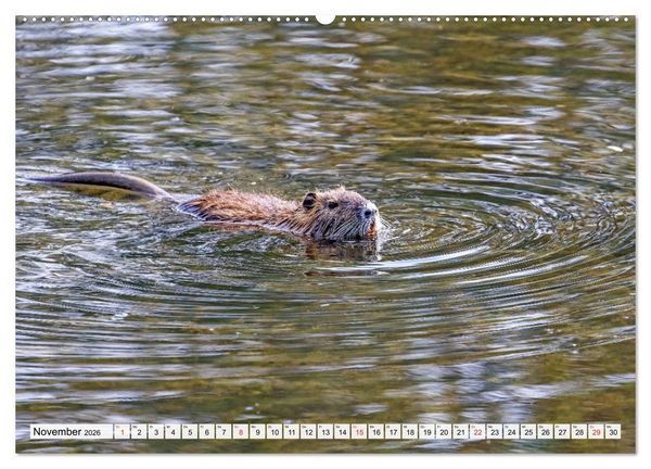 Produktbild: NUTRIA mit Nachwuchs (Wandkalender 2026 DIN A2 quer), CALVENDO Monatskalender