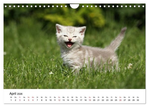 Produktbild: lach mit...just smile (Wandkalender 2026 DIN A4 quer), CALVENDO Monatskalender