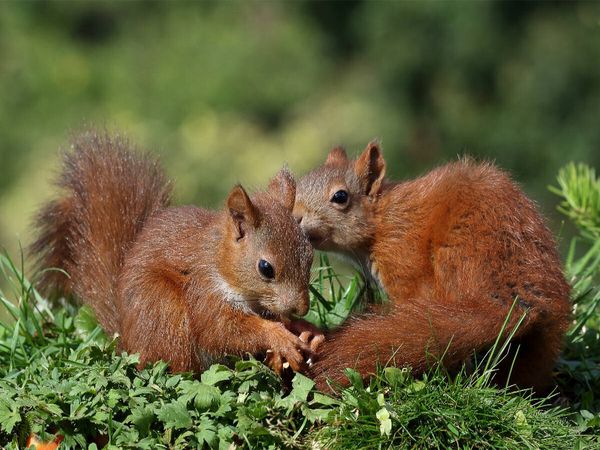 Produktbild: CALVENDO Puzzle Jacky und Jack | 1000 Teile Lege-Gr&ouml;&szlig;e 64x48cm Foto-Puzzle f&uuml;r gl&uuml;ckliche Stunden