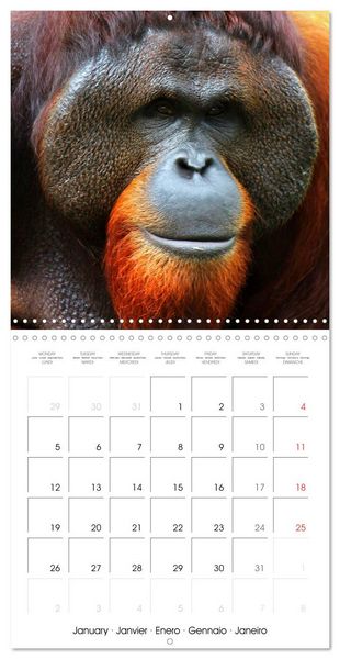 Produktbild: Orangutans Inhabitants of the rainforests (Wall Calendar 2026 12 &times; 12 Inch) CALVENDO 12 Month Wall Calendar