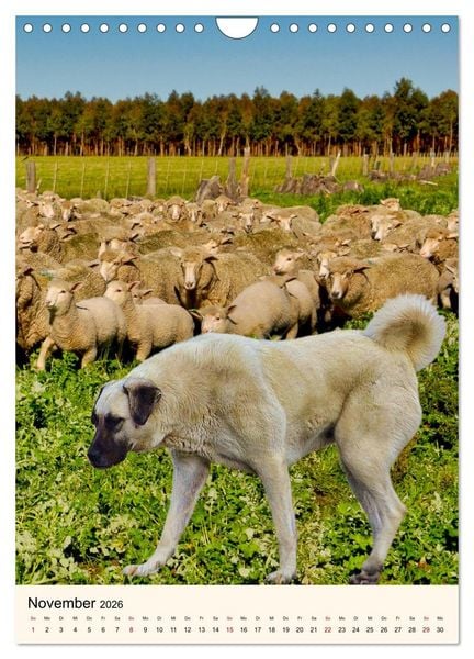 Produktbild: H&uuml;tehunde mit Energie und Ausdauer (Wandkalender 2026 DIN A4 hoch), CALVENDO Monatskalender