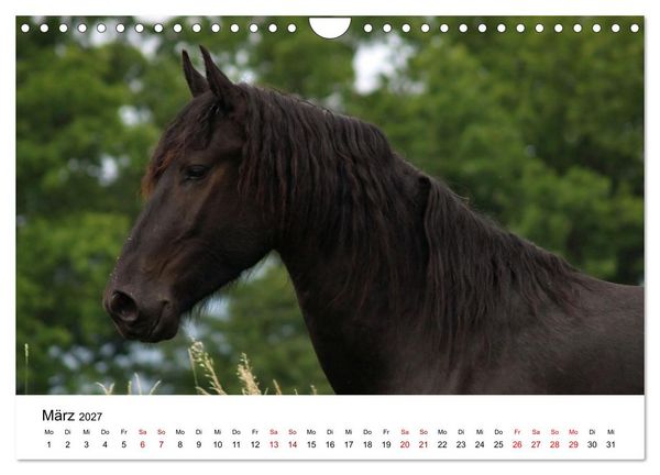 Produktbild: Friesen - Kraft und Eleganz (Wandkalender 2027 DIN A4 quer), CALVENDO Monatskalender