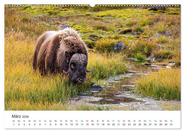 Produktbild: Die letzten Moschusochsen Europas (hochwertiger Premium Wandkalender 2026 DIN A2 quer), Kunstdruck in Hochglanz