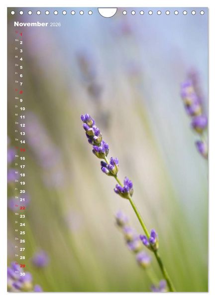 Produktbild: Colors of Nature (Wandkalender 2026 DIN A4 hoch), CALVENDO Monatskalender