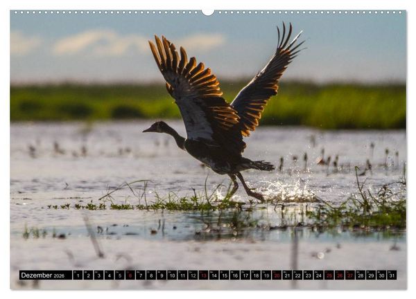 Produktbild: Afrikas wilde Tiere (Wandkalender 2026 DIN A2 quer), CALVENDO Monatskalender