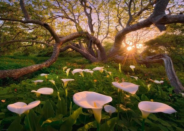 Produktbild: Calla Clearing Puzzle