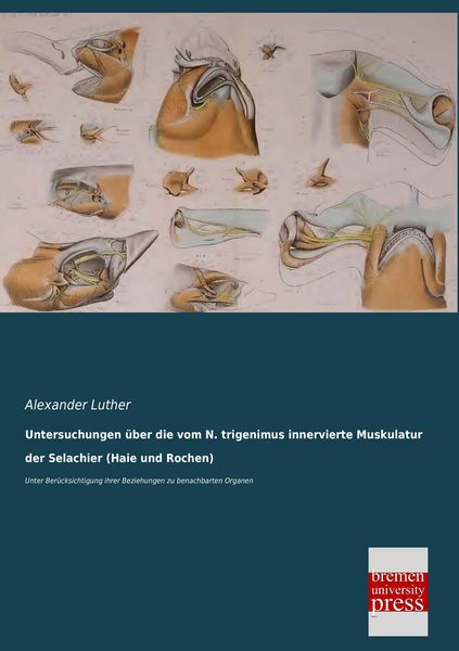 Produktbild: Untersuchungen &uuml;ber die vom N. trigenimus innervierte Muskulatur der Selachier (Haie und Rochen)