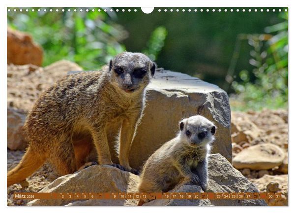 Produktbild: Erdm&auml;nnchens Kinderstube (Wandkalender 2026 DIN A3 quer), CALVENDO Monatskalender