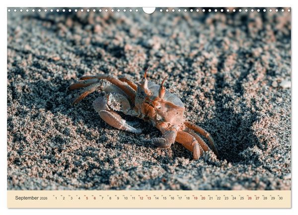Produktbild: Musandam - Die omanische Exklave im geheimnisvollen Orient (Wandkalender 2026 DIN A3 quer), CALVENDO Monatskalender