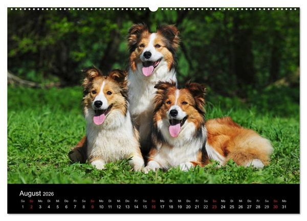 Produktbild: Border Collie 2026 (hochwertiger Premium Wandkalender 2026 DIN A2 quer), Kunstdruck in Hochglanz