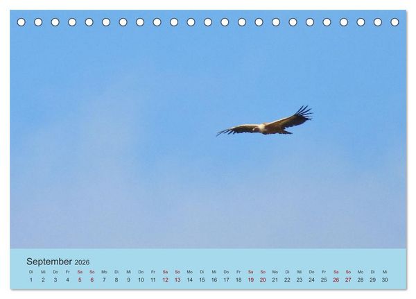 Produktbild: Flamingo und Co - Faszinierende Vogelwelt S&uuml;dfrankreichs (Tischkalender 2026 DIN A5 quer), CALVENDO Monatskalender