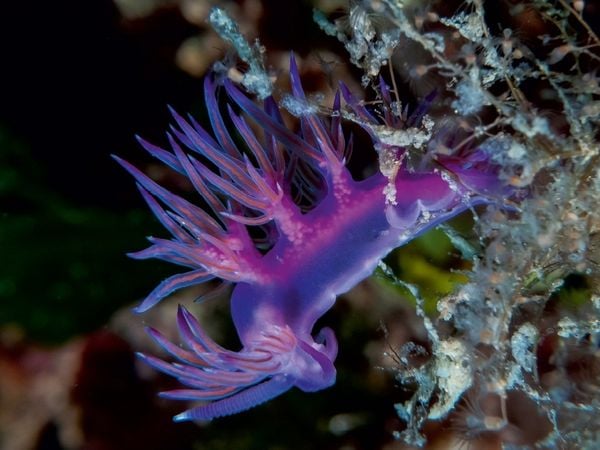 Produktbild: CALVENDO Puzzle Nacktschnecke im Mittelmeer | 1000 Teile Lege-Gr&ouml;&szlig;e 64x48cm Foto-Puzzle f&uuml;r gl&uuml;ckliche Stunden