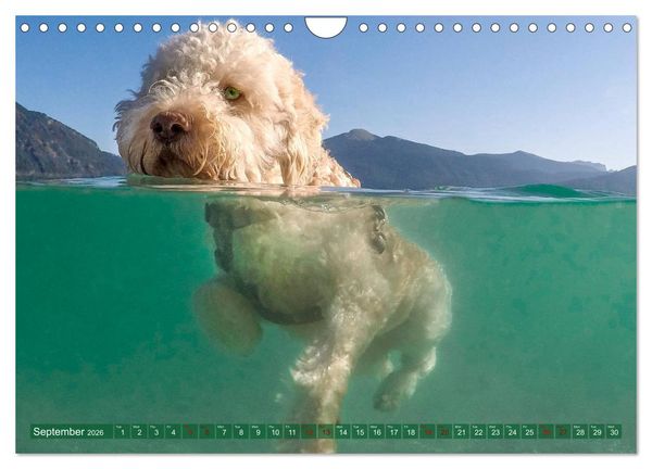 Produktbild: Lagotto Romagnolo Splash Edition (Wall Calendar 2026 DIN A4 landscape), CALVENDO 12 Month Wall Calendar