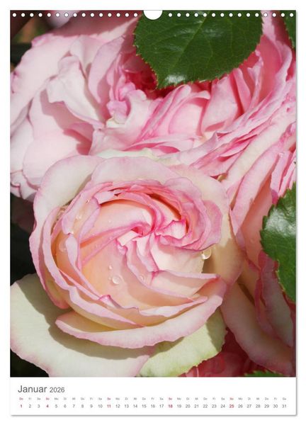 Produktbild: Gl&uuml;cklich mit Rosen (Wandkalender 2026 DIN A3 hoch), CALVENDO Monatskalender