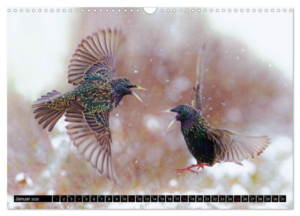 Produktbild: Der Star (Wandkalender 2026 DIN A3 quer), CALVENDO Monatskalender