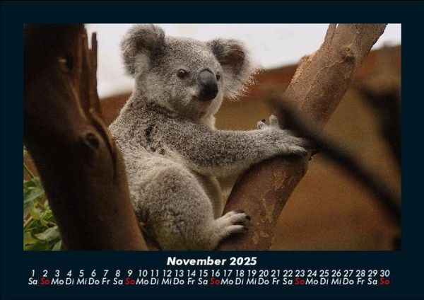 Produktbild: Koala 2025 Fotokalender DIN A5