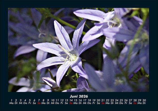 Produktbild: Blumenzauber 2026 Fotokalender DIN A4