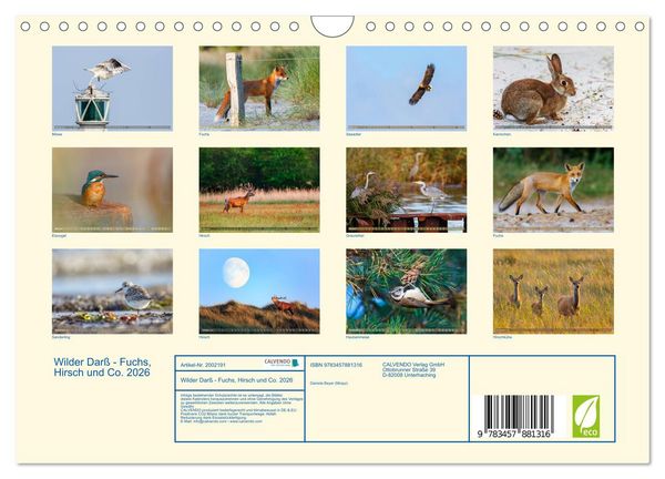 Produktbild: Wilder Dar&szlig; - Fuchs, Hirsch und Co. 2026 (Wandkalender 2026 DIN A4 quer), CALVENDO Monatskalender