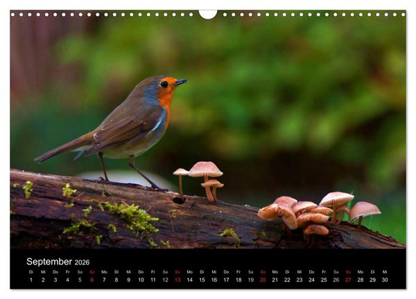 Produktbild: Singv&ouml;gel in Deutschland (Wandkalender 2026 DIN A3 quer), CALVENDO Monatskalender