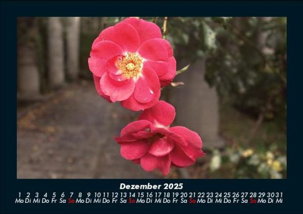 Produktbild: Blumenkalender 2025 Fotokalender DIN A5