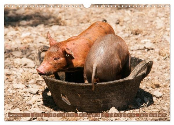 Produktbild: Gl&uuml;ckliche Schweine Berkshire-Iberico Ferkel (Wandkalender 2026 DIN A3 quer), CALVENDO Monatskalender